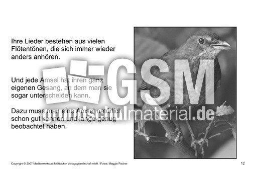 Bilderbuch-Amsel-SW-12.pdf